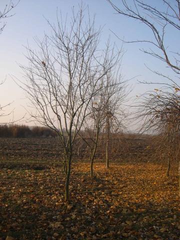 Amelanchier lamarckii